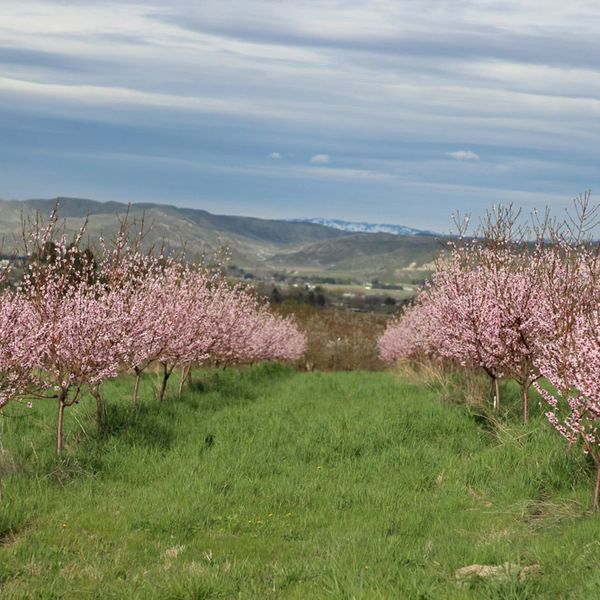 UPick Fruit, Cherries Williams Fruit Ranch Emmett, Idaho
