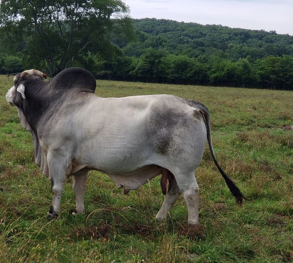 Our Double Manso Bred registered brahman bull we breed with here at Farley Farms