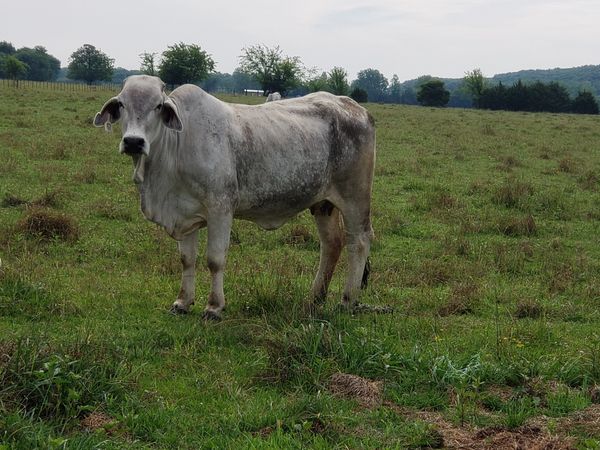 Registered Brahman cow