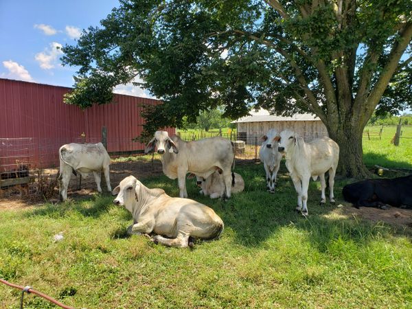 Some samples of the Brahman Calves we raise here at Farley Farms