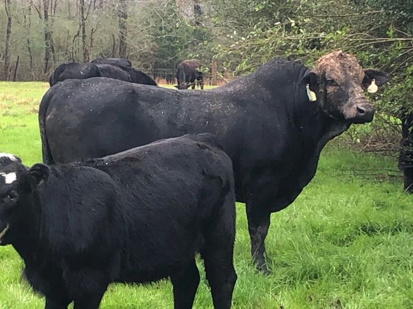 Brangus bull raised here at Farley Farms breeding for a producer