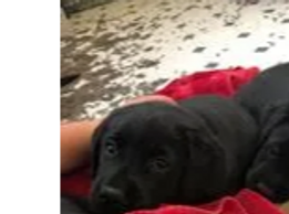 two black Labrador puppies