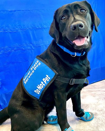 Apply for a Service Dog Apply for a Service Dog
