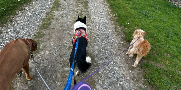 Three dogs on leashes walking on a gravel path.