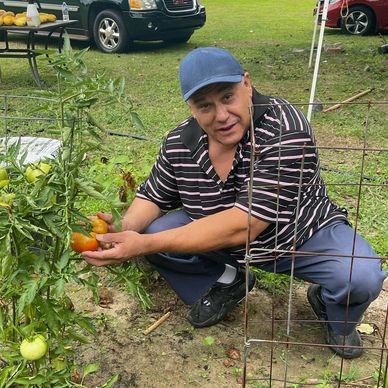 Man showing ripe tomatoes in his garden.
