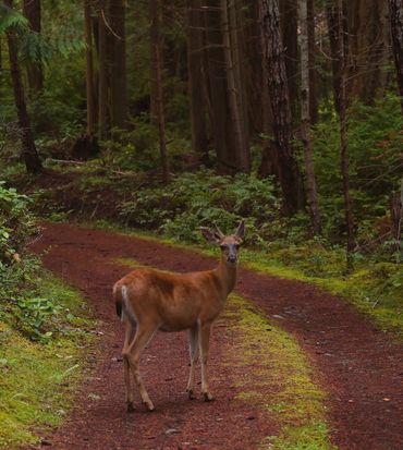 A deer standing on a forest path surrounded by trees.