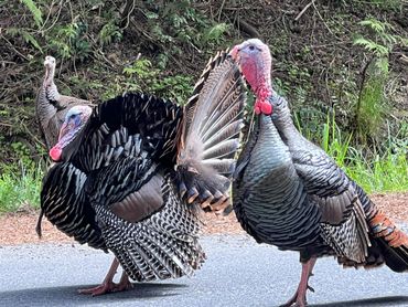 Two turkeys displaying their feathers on a road.