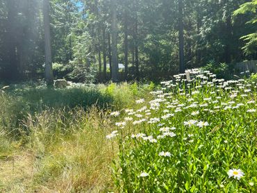 Sunlit daisies blooming in a grassy, wooded area.