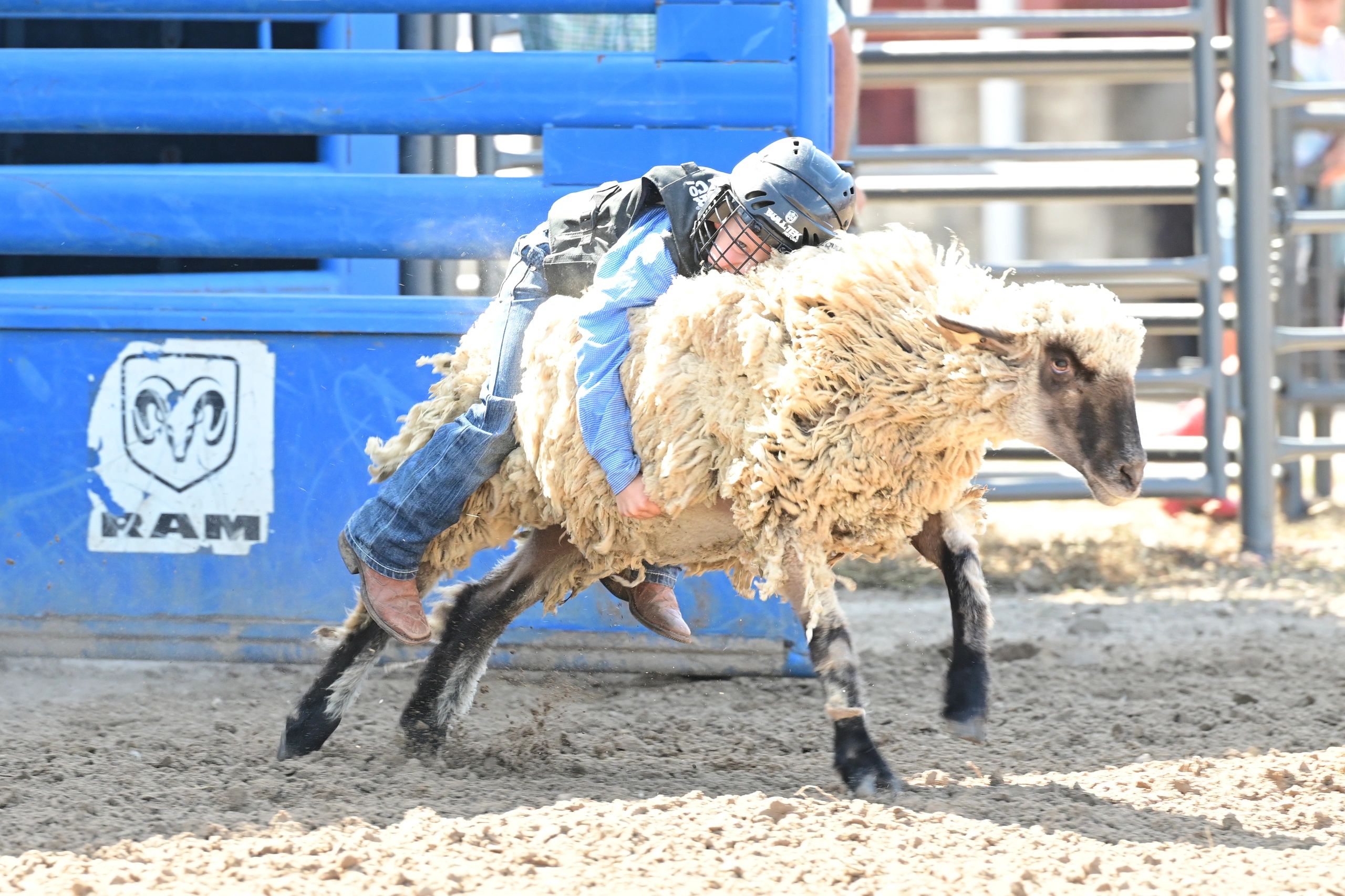 Mutton Bustin