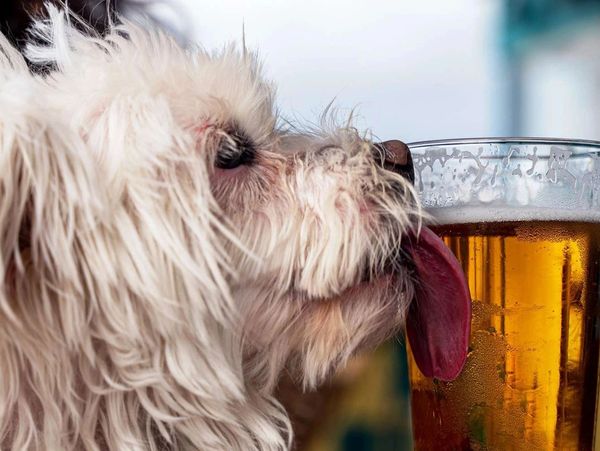Fluffy dog licking a glass of beer.