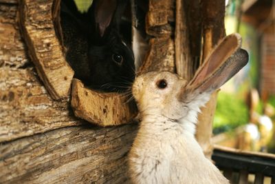 My rabbit isn’t drinking.