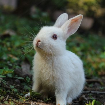 Rabbit stuff - articles 