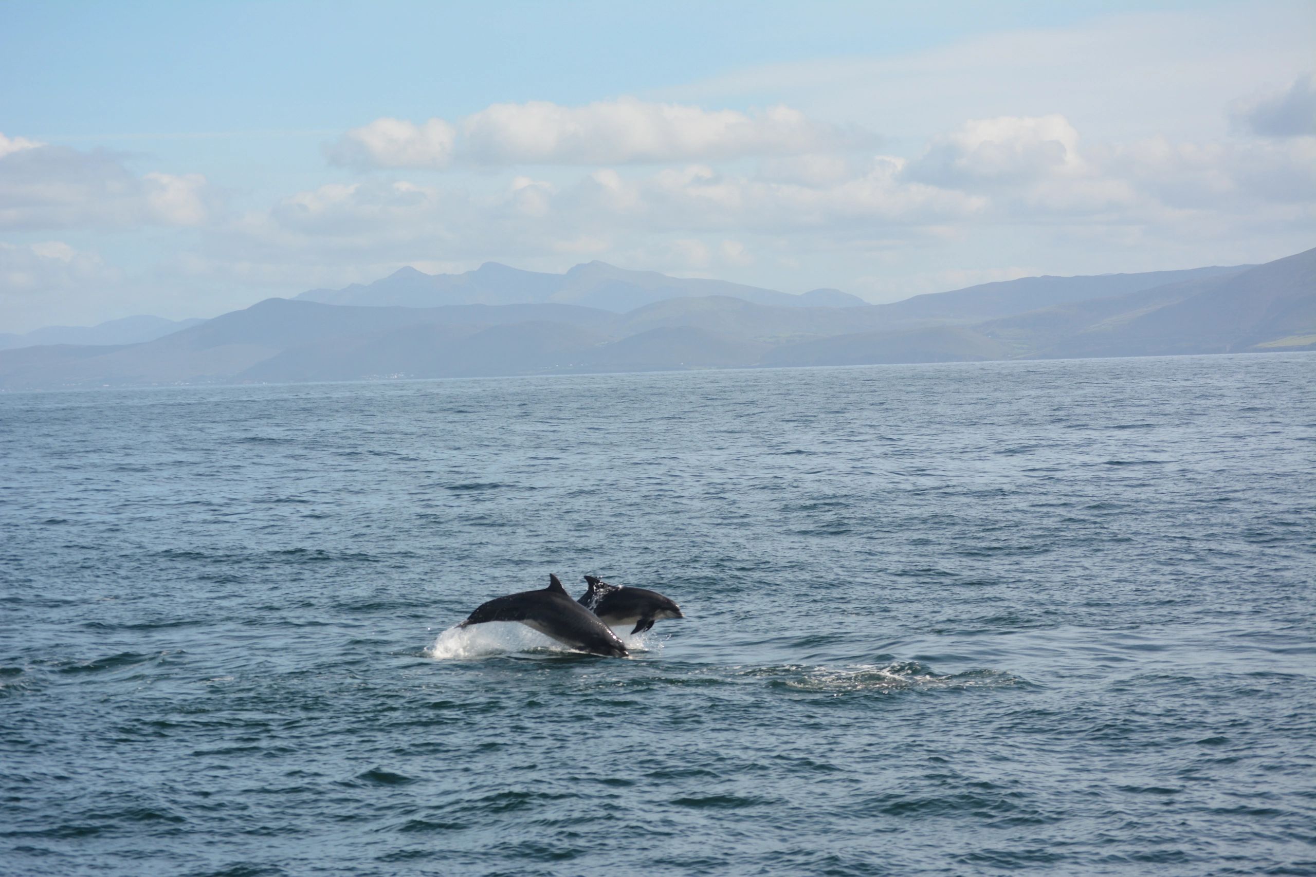 Two dolphins jumping out of the ocean with mountains in the background.