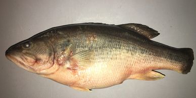 Large mouth bass seafood Asian distributor nautilus seafood G&L H&N nautilus seafood fish frozen ca