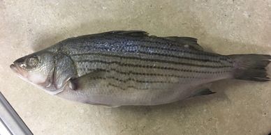 Striped bass ny seafood Asian distributor nautilus seafood G&L H&N nautilus seafood fish frozen ca