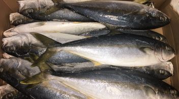 Amberjack hamachi Korea japan seafood Asian distributor nautilus seafood G&L H&N nautilus seafood