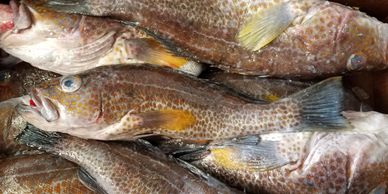 Gold spotted bass seafood Asian distributor nautilus seafood G&L H&N nautilus seafood fish frozen ca