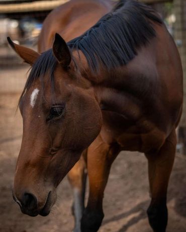 Sunflower Stables is a Melbourne Based boutique horse riding school with expert trainers.