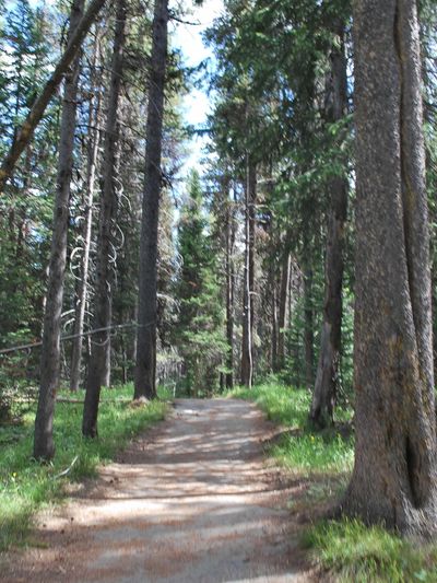 Trees in the woods