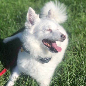 White dog relaxing in the sun
