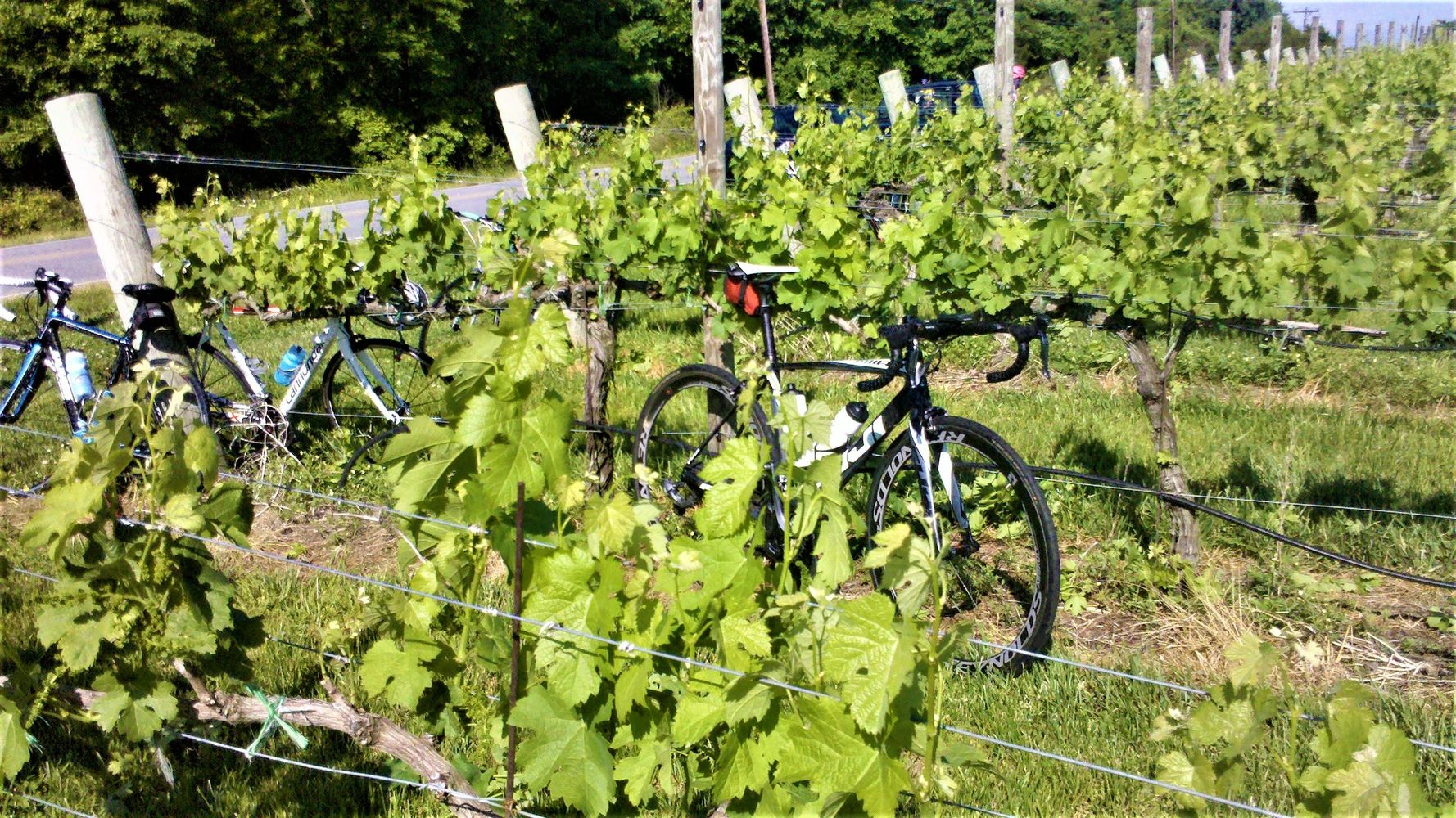 yadkin valley vineyard tours