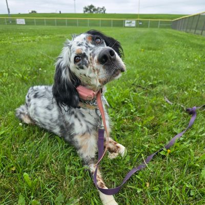 Spotted dog sitting on grass with a leash.