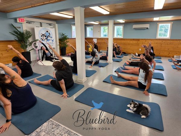 People doing puppy yoga in a studio with a puppy.