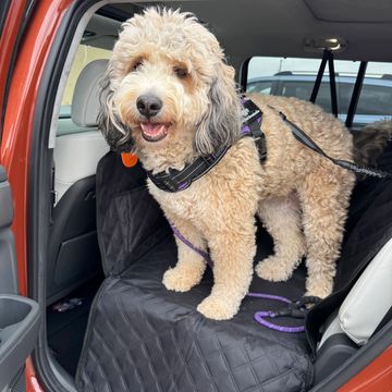 Curly-haired dog standing happily in a car's back seat.