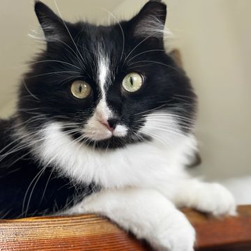 Black and white fluffy cat with striking green eyes resting on wooden surface.