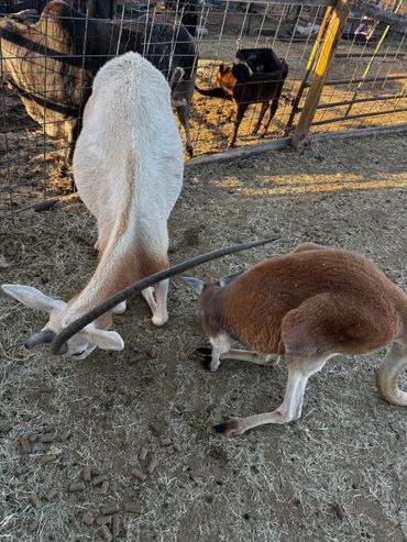 A white goat with a large horn and a brown kangaroo-like animal grazing together.