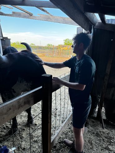 A person petting a black cow inside a barn during daytime.