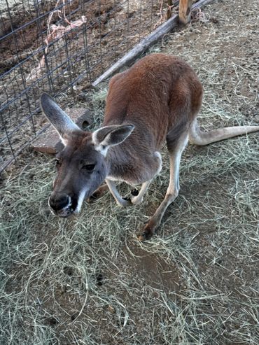 A kangaroo sitting on hay inside a fenced enclosure.