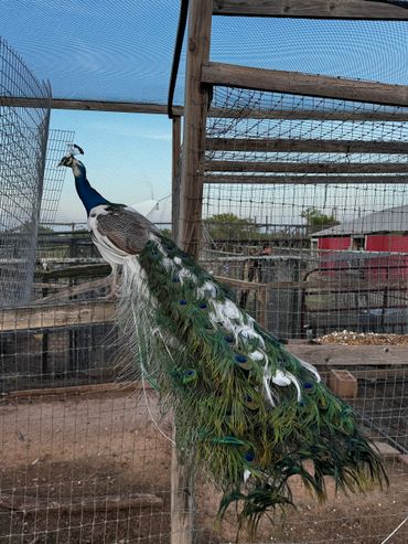 A peacock with a long, colorful tail inside a wire enclosure.