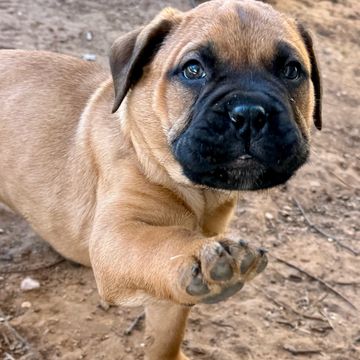 Close-up of a puppy reaching out with its paw on a dirt ground.