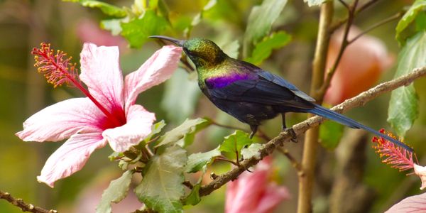 Taccazie's Sunbird (male) - Ethiopia