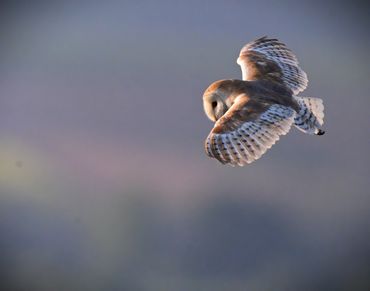 Barn Owl