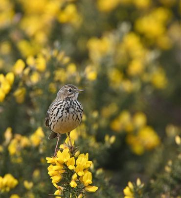 Meadow Pipet