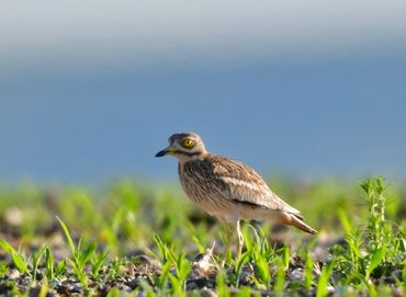 Stone Curlew