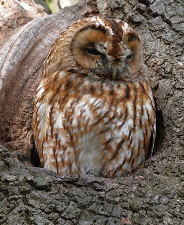 Tawny Owl - Hyde Park 2022