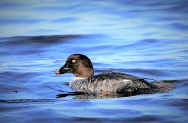 Goldeneye (female)