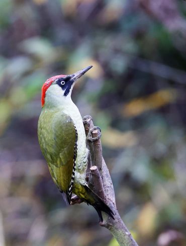 Green Woodpecker