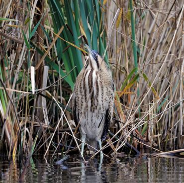 Bittern - Barnes UK London Wetland Centre