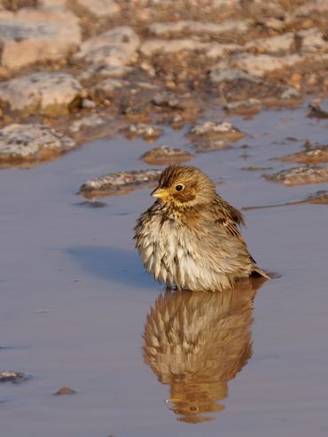 Corn Bunting