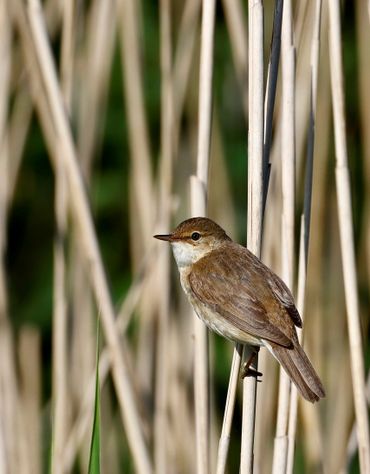 Reed Warbler