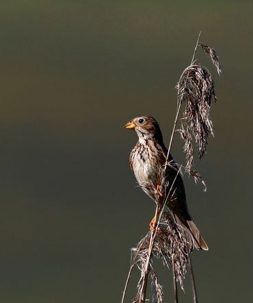 Corn Bunting