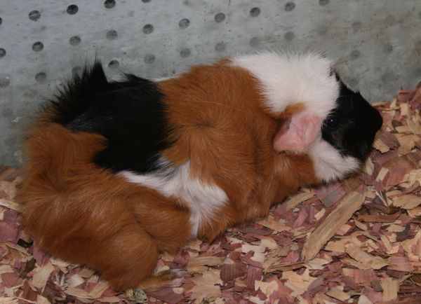 Guinea Pig