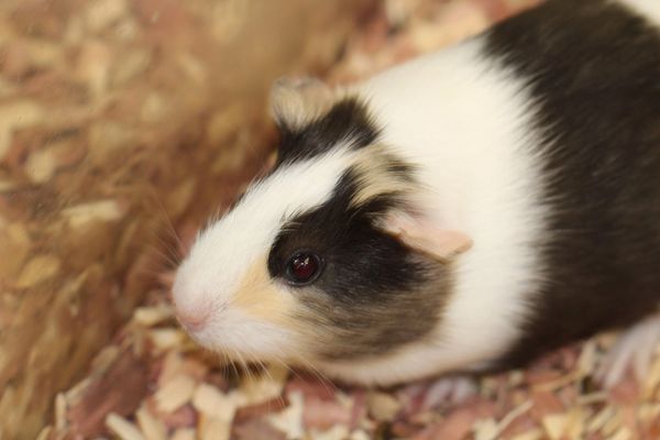 Guinea Pig