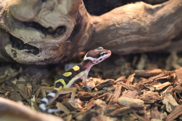 Leopard Gecko