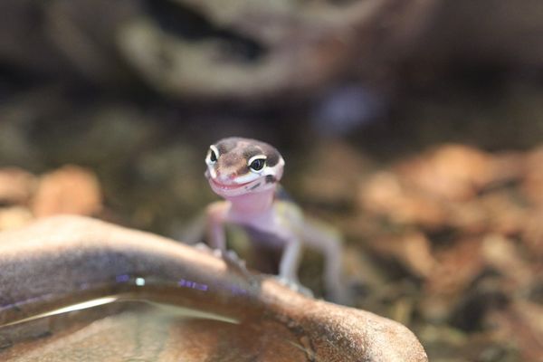 Leopard Gecko