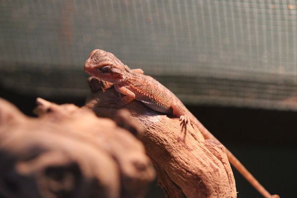 Red Bearded Dragon